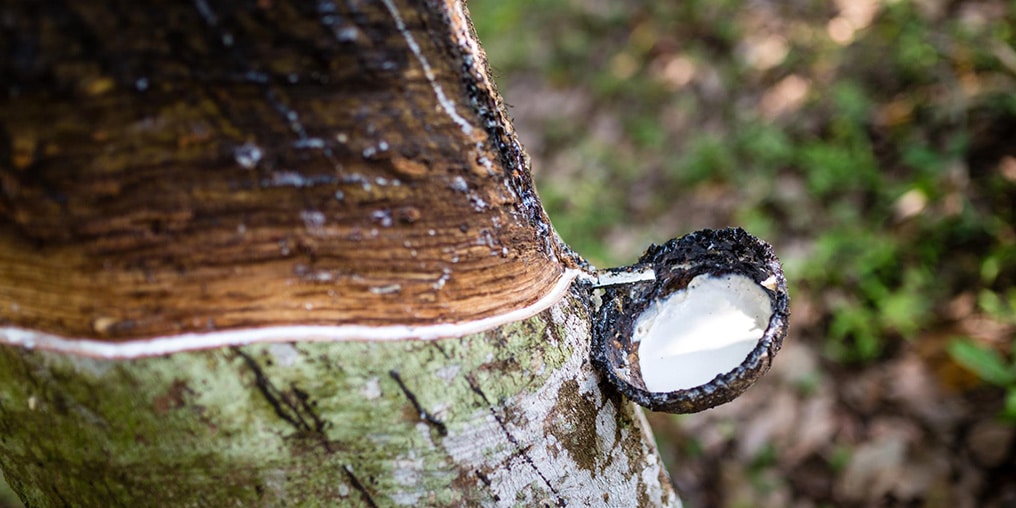 Naturlatex fließt aus einem Gummibaum in ein kleines Töpfchen