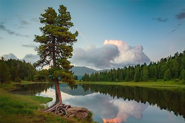 Zirbenbaum an einem See in den Alpen bei einem Sonnenuntergang